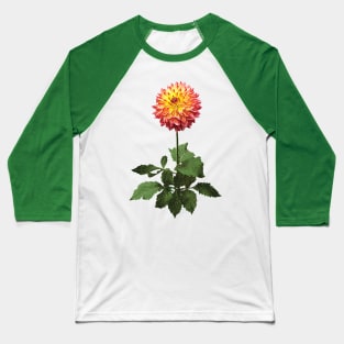 Dahlia Normandy Zachery Baseball T-Shirt